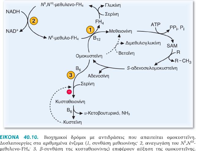 αναγωγάση Ν 5,Ν 10 -µεθυλένο TF4 Συνθάση της µεθειονίνης συνθάση της