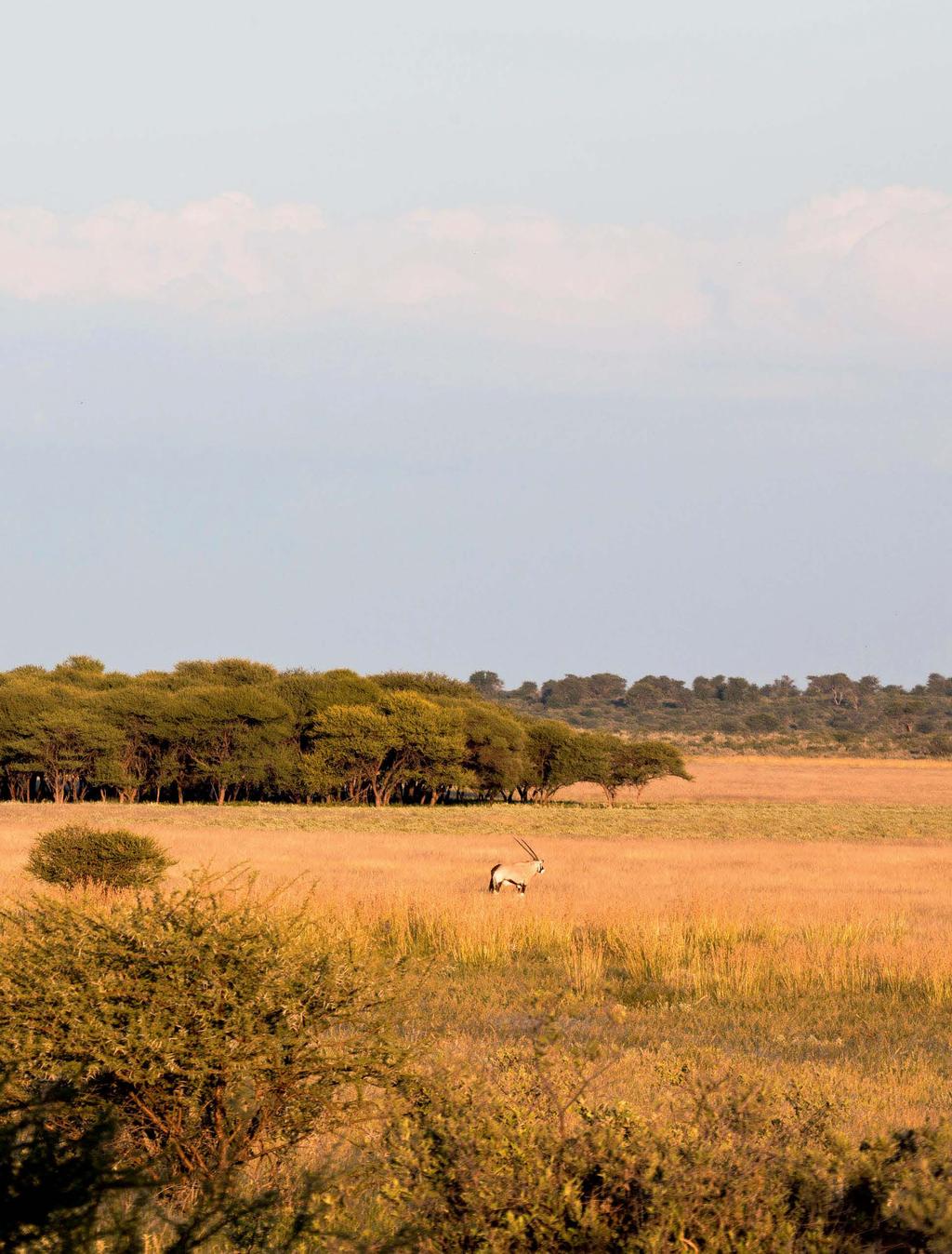 Mark Owens, looduseuurija, kes elas koos oma abikaasa Deliaga seitse aastat Kalaharis, kirjutab nende ühises bestselleriks kujunenud raamatus Kalahari karje ( Cry of the Kalahari ): Oouh pehme