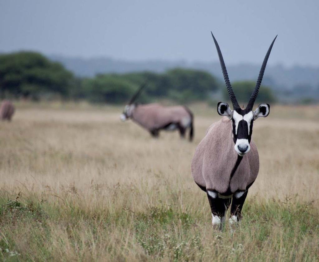 KAPI ORÜKS Veevaeste (ariidsete) elupaikadega kohastunud kapi orüks (Oryx gazella) elab peaasjalikult Namiibia, Botswana ja Lõuna-Aafrika Vabariigi poolkõrbelistes piirkondades.