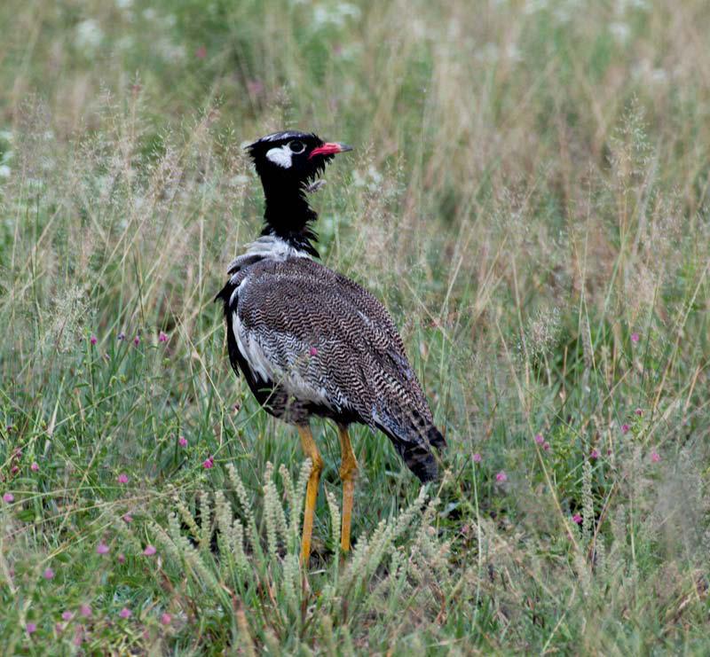 TRAPLASED Traplased (Otidae) kuuluvad kureliste hulka ja neid elab Aafrikas, Euraasias ja Austraalias.