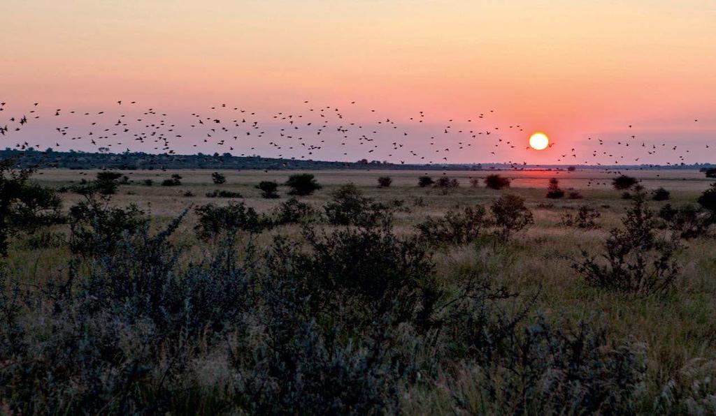 Just päikeseloojangu eel võib näha hiiglaslikke vilja-kangurlindude parvesid ööbimispaikade poole lendamas. Tohutu lindude mass tekitab oma tiibadega vihinat, mis meenutab tugevaid tuuleiile.