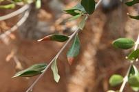 Εικόνα 3: Συμπτώματα προσβολής από το βακτήριο Xylella fastidiosa σε ελιά (Πηγή: ΔΑΟΚΔ, 2016).