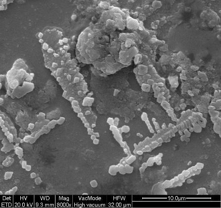 Μικροβιακή συνάθροιση Τα βακτήρια πολλαπλασιάζονται και σχηματίζουν