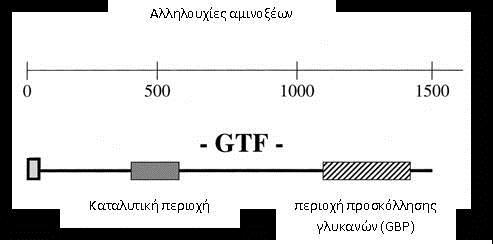 Γλυκοτρανσφεράση