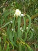 Althaea officinalis Astragalus