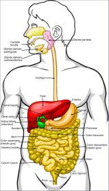 gastrite, ulcer sindromul colonului