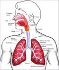 cardiovascular Afecţiuni