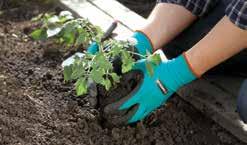 Γάντια κηπουρικής για άνεση και προστασία Η άψογη εφαρμογή, το σταθερό κράτημα και τα αεριζόμενα μη-τοξικά υλικά κάνουν τα γάντια κήπου της GARDENA εξαιρετικά άνετα και ασφαλή.