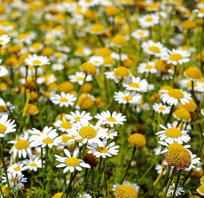 Therapy Therapy GINKOVEN HEMORON HEPAMIX HESPAMIN Stimulează circulaţia sangvină cerebrală Salix alba (Salcie) 90.0 Extract standardizat 24/6 de Ginkgo Biloba 60.0 Vaccinium myrtillus (Afin) 60.