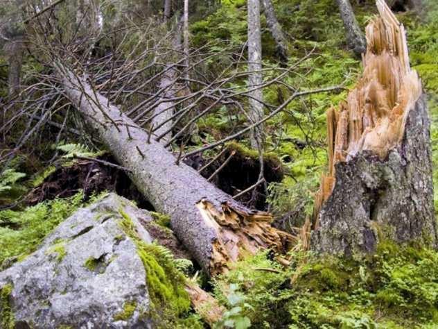 Postanak sistema proste grede: Drvo ili dio drveta (deblo) preko određene prirodne prepreke (primitivno doba) Primjer armiranja visoke proste grede Veće prepreke deblje stablo (greda) i siguran