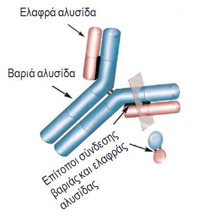 Heavy/Light Chains, HLC ορού Πολυκλωνικά αντισώματα ειδικά για επιτόπους της περιοχής σύνδεσης βαριάς και ελαφράς