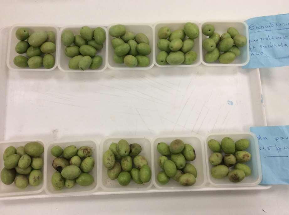 Results from Yannis Olive Grove-2017 Table olive Variety: Halkidiki Olives Sprayed with the SANOVITA foliar