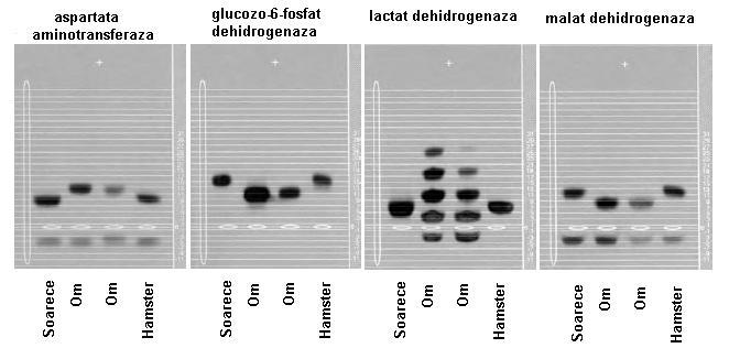 Identificarea