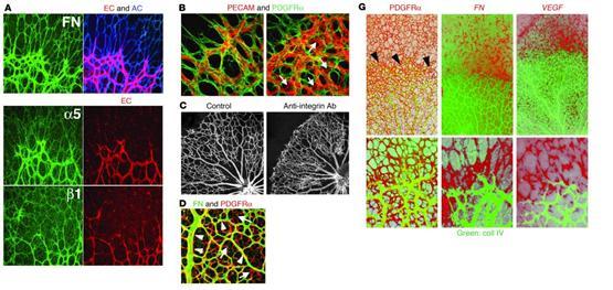 Imagini imunocitochimice Proangiogenic astrocytes.