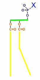 Structura de principiu a unui fosfoglicerid este reprezentat@ grafic, ^n mod intuitiv, ^n Fig. 1.