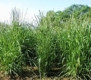 ΚΤΗΝΟΤΡΟΦΙΚΟ ΜΠΙΖΕΛΙ (Pisum sativum) Είναι γενικά ανθεκτικό στο ψύχος και καλλιεργείται, κυρίως σε ορεινές περιοχές, για σανό, ενσίρωση, χλωρή νομή, λίπανση και καρπό.
