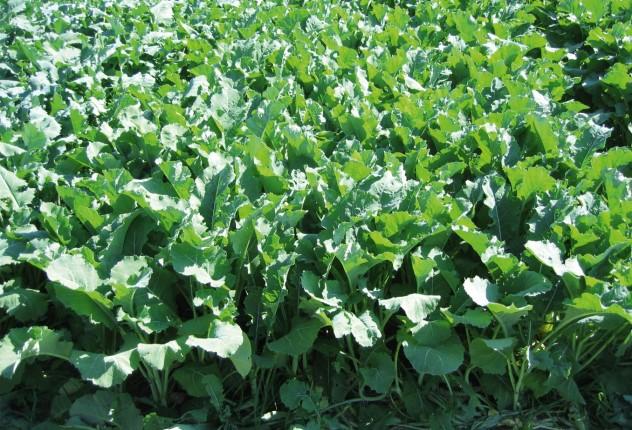 corniculatus 7% Trifolium repens Σπέρνεται άνοιξη και φθινόπωρο με 5-6 κιλά σπόρο το στρέμμα. Γνωστό και ως κτηνοτροφική κράμβη, αποτελεί αξιόλογη και πολύτιμη ζωοτροφή.