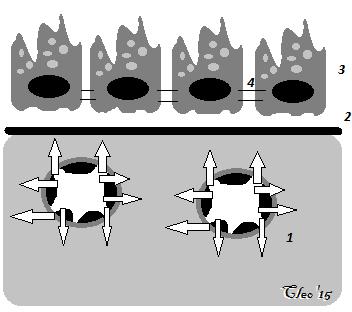 και νευρικά πλέγματα, δίπολα και πολυπολικά κύτταρα (Hogan, 1971). Στρώμα Εικόνα 4, Η ανατομία του αμφιβληστροειδούς και του χοριοειδούς χιτώνα (τροποποίηση από en.wikipedia.