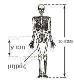 α) Ένας ανθρωπολόγος ανακαλύπτει ένα μηριαίο οστό μήκους 38,5cm που ανήκει σε γυναίκα. Να υπολογίσετε το ύψος της γυναίκας.