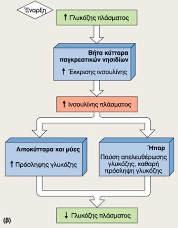 Δράσεις της ινσουλίνης Ø Μεταβολικές δράσεις Ø Αυξητική δράση Ø