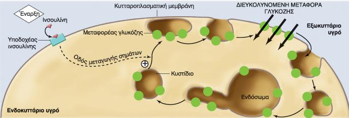 Η σύνδεση της ινσουλίνης στον υποδοχέα της ενεργοποιεί την είσοδο