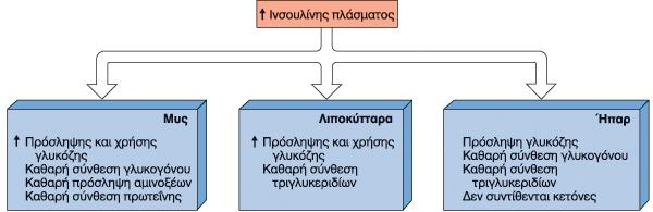 Μεταβολικές δράσεις της