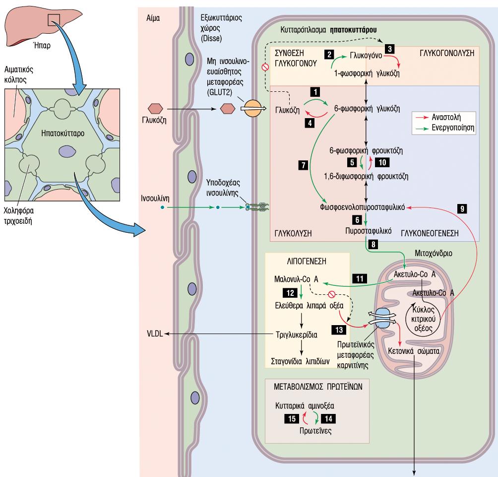 Επίδραση της ινσουλίνης στο ήπαρ Το ήπαρ είναι ο κύριος ιστός στόχος και η κύρια περιοχή αποδόµησής της ινσουλίνης Ρυθµίζει ενζυµικά συστήµατα υπεύθυνα για τον ηπατικό µεταβολισµό υδατανθράκων, λιπών