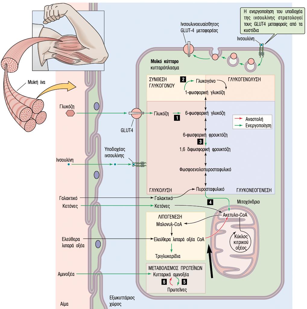 Επίδραση της ινσουλίνης στους µυς Ο µυς είναι ο κύριος ινσουλινοευαίσθητος