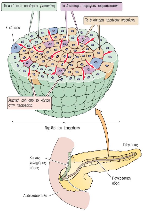 Κύτταρα & ορµόνες των νησιδίων του Langerhans Τύπος κυττάρου α β