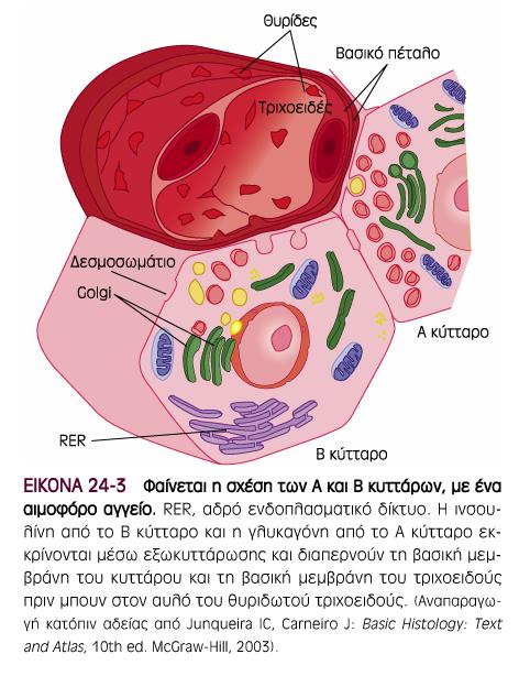 Σωµατοστατίνη Παγκρεατικό πολυπεπτίδιο β κύτταρα κέντρο - 60-75%