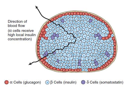 Επικοινωνία των κυττάρων των νησιδίων Χυµική σύνδεση Οι ορµόνες των κύτταρων ενός νησιδίου επιδρούν στην έκκριση των άλλων κυττάρων: ροή από το κέντρο προς την περιφέρεια του νησιδίου η