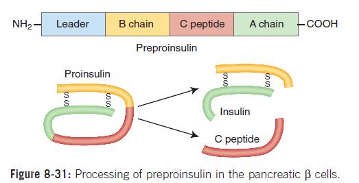 Σύνθεση της ινσουλίνης Ø Προϊνσουλίνη : 1/20 της δραστικότητας της ινσουλίνης τα β-κύτταρα εκκρίνουν περίπου 5% προϊνσουλίνη σε σχέση µε την ινσουλίνη Ø
