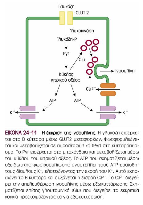 Επαγωγή της έκκριση ινσουλίνης από τη γλυκόζη Πρόσληψη και µεταβολισµός γλυκόζης από τα β κύτταρα Παραγωγή ΑΤΡ Απενεργοποίηση διαύλων Κ +