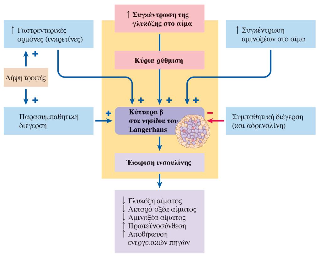 Παράγοντες που επηρεάζουν την έκκριση της ινσουλίνης Διεγέρτες της έκκριση ινσουλίνης γλυκόζη αµινοξέα γλυκαγόνη ορµόνες του γαστρεντερικού παρασυµπαθητική διέγερση (πνευµονογαστρικό απελευθέρωση