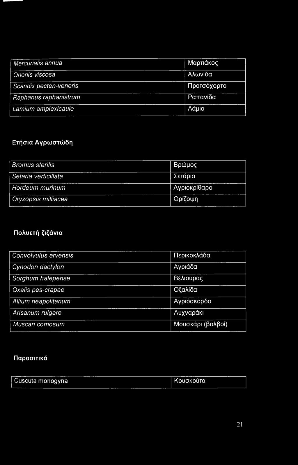 Αγριοκρίθαρο Ορίζοψη Πολυετή ζιζάνια Convolvulus arvensis Cynodon dactylon Sorghum halepense Oxalis pes-crapae Allium neapolitanum