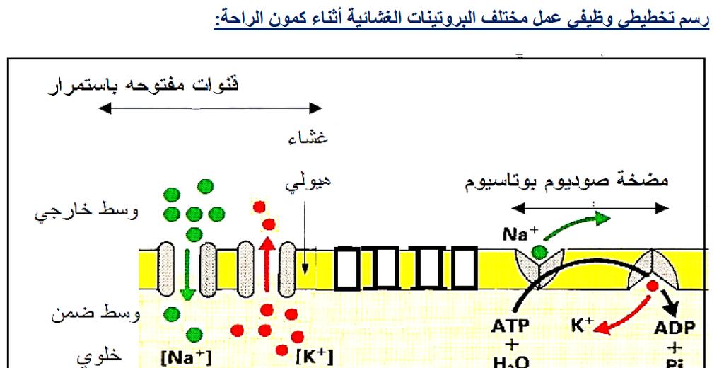 أ- 1.5 0.