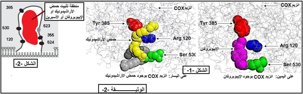 2 -باستغالل شكل -2- من الوثيقة -1- : ا-حلل المنحنى ماذا تستنتج ب-قدم فرضيتين تفسر فيھا تأثير اإليبوبروفان على النشاط اإلنزيمي إلنزيم.