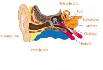 Zvok in njegov vpliv na človeško psiho a) Zunanje uho: Uhelj (zunanje uho) pošilja zvočne valove po kanalu k bobniču, večinoma v frekvencah od 2000 do 4000 Hz.