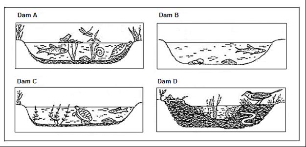 (SEPTEMBER 2012) LEWENSWETENSKAPPE V2 7 1.4 Suksessie is 'n reeks van veranderinge in die omgewing wat voorkom in alle ekosisteme. In die diagram hieronder, het 'n ekosisteem deur vier fases gegaan.