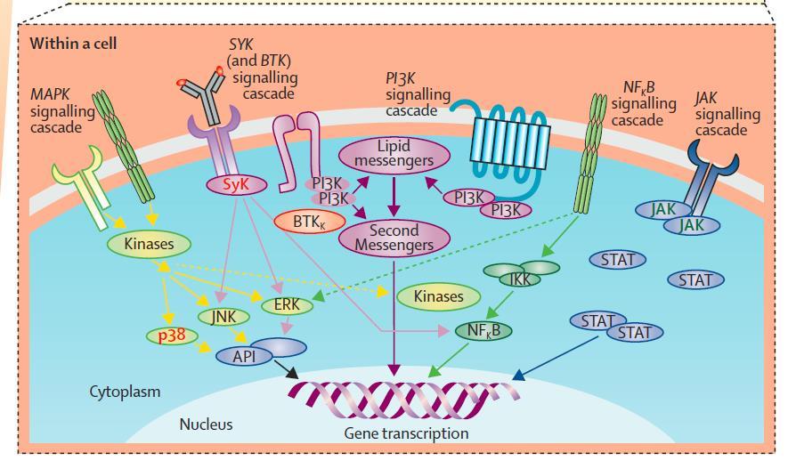 Anti-IL6 Anti-IL1R.