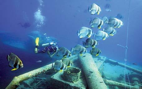 ALANBAA English0 Thursday, January, 0 From Diving for Pearls Matteo Brambilla to Diving for Sport Interviewed by: The Editorial Manager Mohammed Al-Husseiny Diving in the Arabian Gulf, and especially