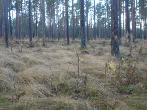 apsaimniekošanas vēsture un attīstības dinamika