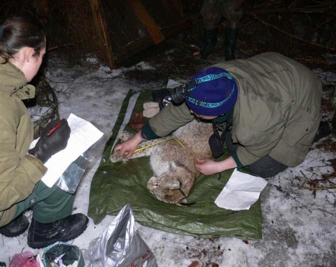 LVMI Silava zinātniskā darba virzienu darbs stratēģijas periodā Medību fauna un medniecība vilku, lūšu un savvaļas pārnadžu zinātniskais monitorings; sugu mijiedarbība meža ekosistēmās (plēsēju