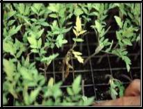 στάδια της προσβολής από το Fusarium oxysporum sp.