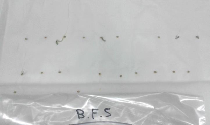 ανάπτυξης Εικόνα 3. 6 - Σπόροι μεταχείρισης B.F.