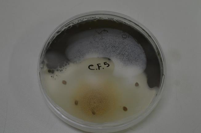 C.11 σε υπόστρωμα PDA και σε θερμοκρασία 20 o C με εναλλασσόμενο κύκλο φωτοπεριόδου. 15 ημέρες μετά την έναρξη του πειράματος Εικόνα 3. 26- Βλάστηση σπόρων μεταχείρισης C.