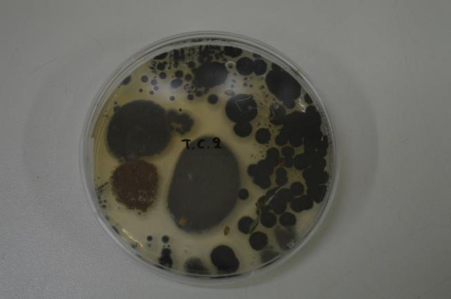Εικόνα 3. 28- Βλάστηση σπόρων μεταχείρισης T.C.