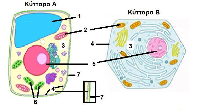 (β) Στο σχήμα φαίνονται δύο κύτταρα, ένα ζωικό και ένα φυτικό κύτταρο. i. Να αναγνωρίσετε τα δύο κύτταρα: (2 Χ 0,5 μ = 1 μ) μ: Κύτταρο Α: Κύτταρο Β: ii.