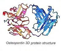 συμπαγών όγκων. Ένας από τους παράγοντες για τον οποίο έχει πρόσφατα αποδειχθεί η συμβολή του στην καρκινογένεση, μέσω διαφόρων οδών είναι η οστεοποντίνη (Osteopontin - OPN). 2.