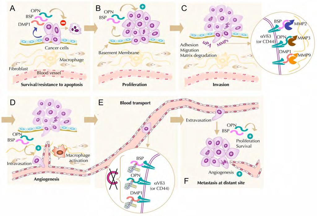 αναστολή απόπτωσης πολλαπλασιασμός μεταφορά μέσω αίματος διείσδυση αγγειογένεση μετανάστευση σε απομακρυσμένη θέση Εικόνα 7. OPN και παθοφυσιολογία του καρκίνου [50].